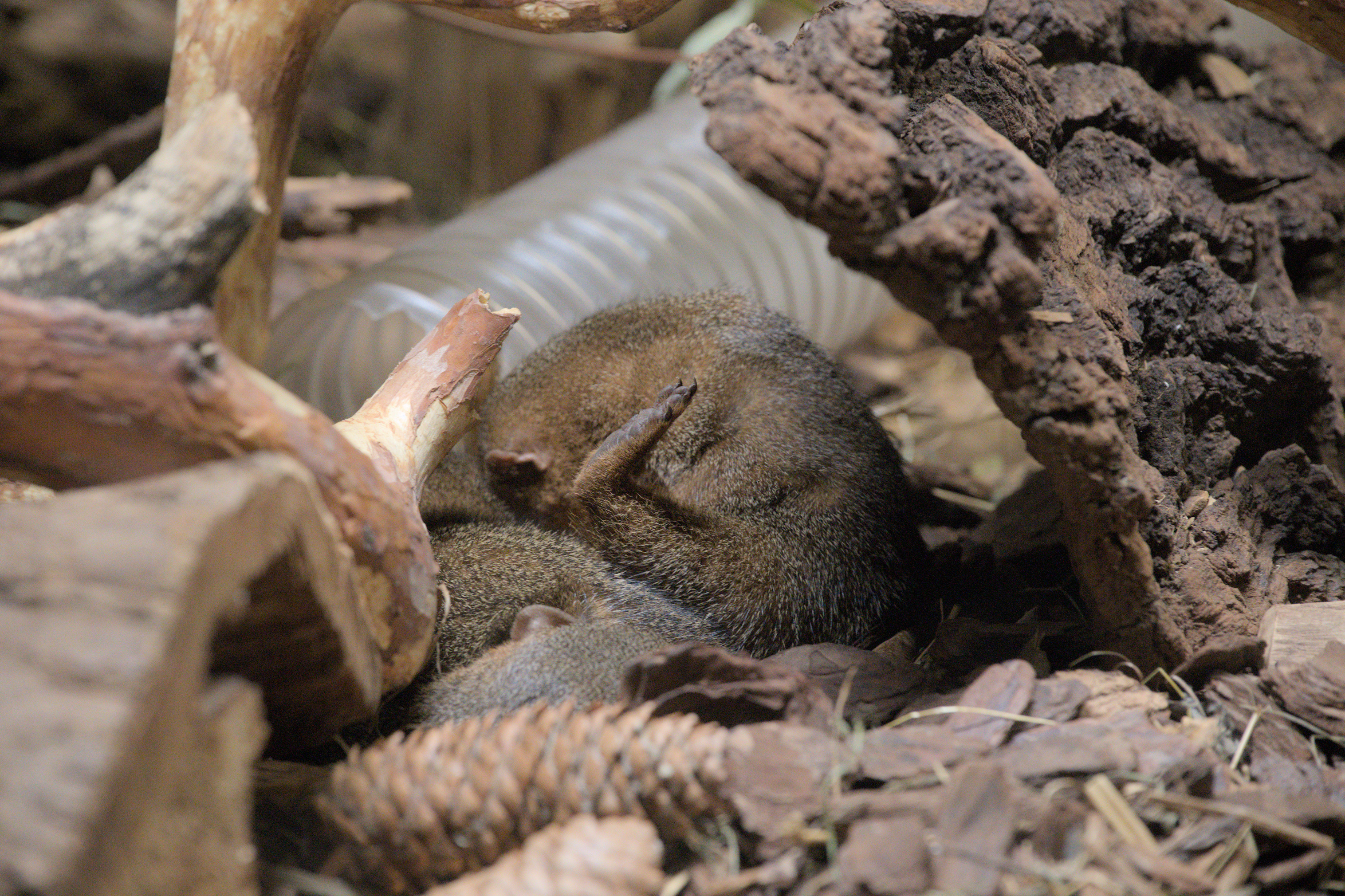 2025/10/12 - zoo/DSC_0128.jpg